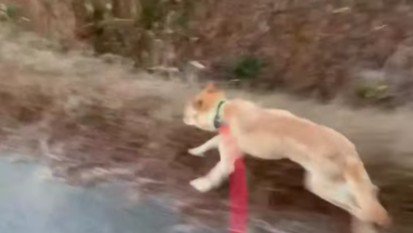 走れるまでに回復！！