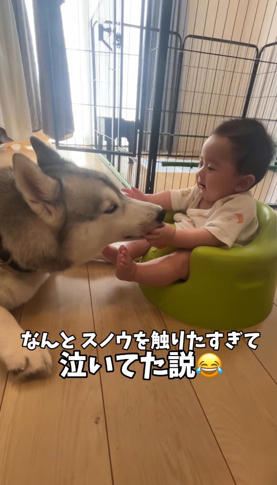 赤ちゃんの手を舐める犬