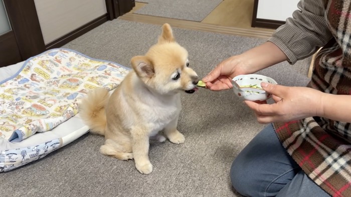 おばあちゃんからきゅうりを貰う犬
