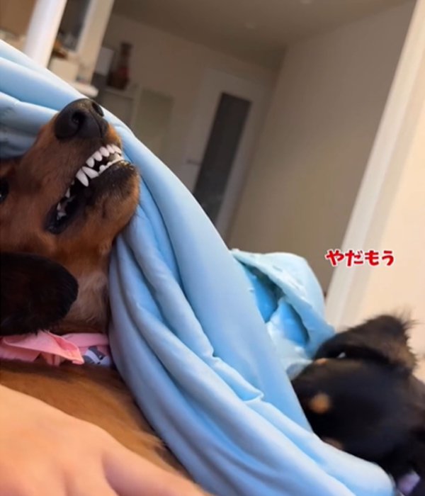 2匹の犬1