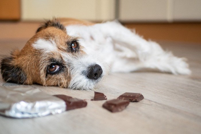 チョコを目の前に床に倒れる犬