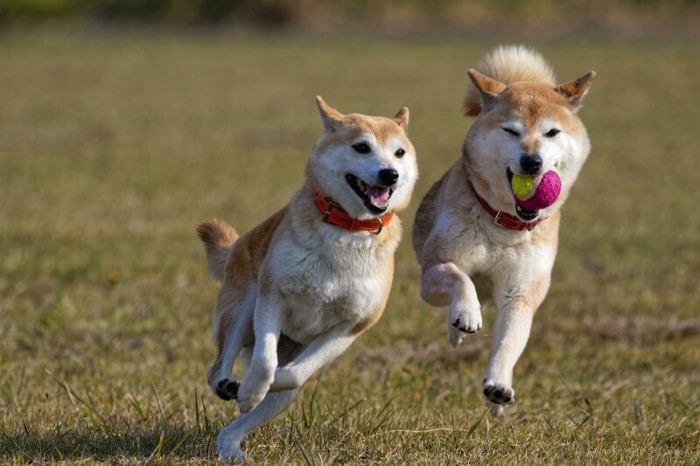 走っている柴犬