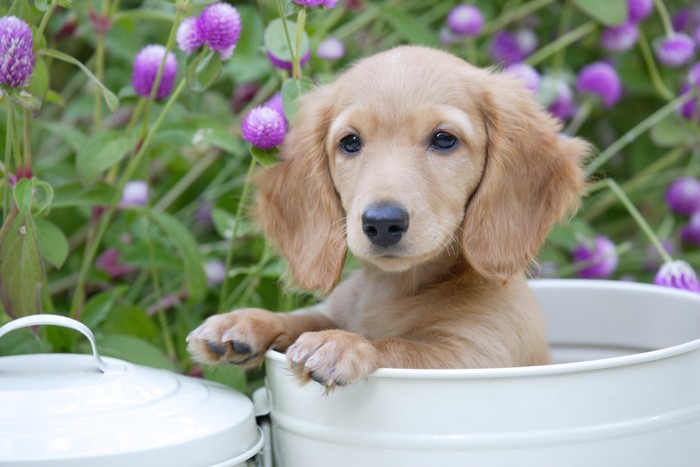 子犬