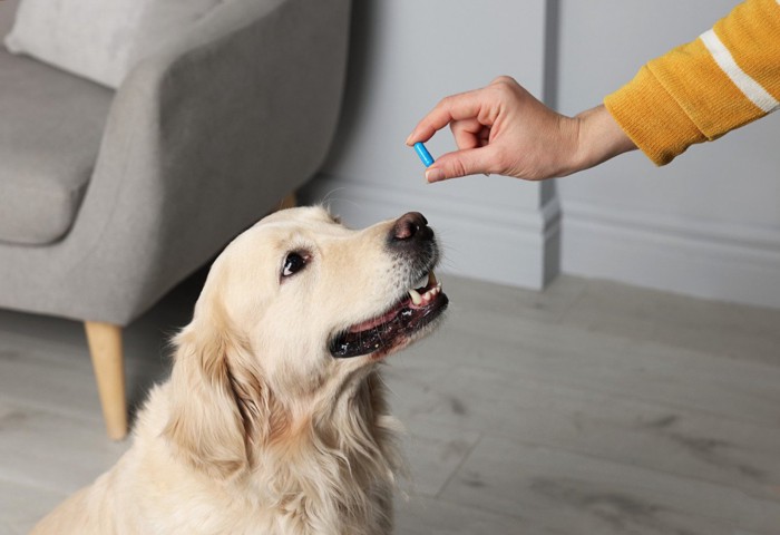 薬を差し出す飼い主の手を見つめる犬