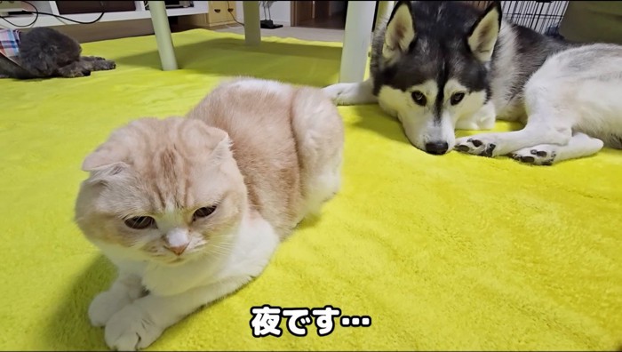 猫の傍で休む犬