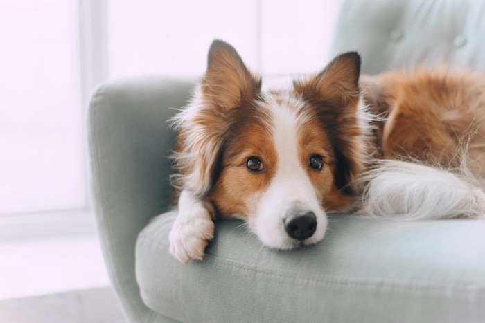 ソファーの上からこちらを見る犬