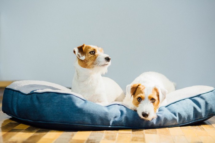 犬用ベッドに座る犬