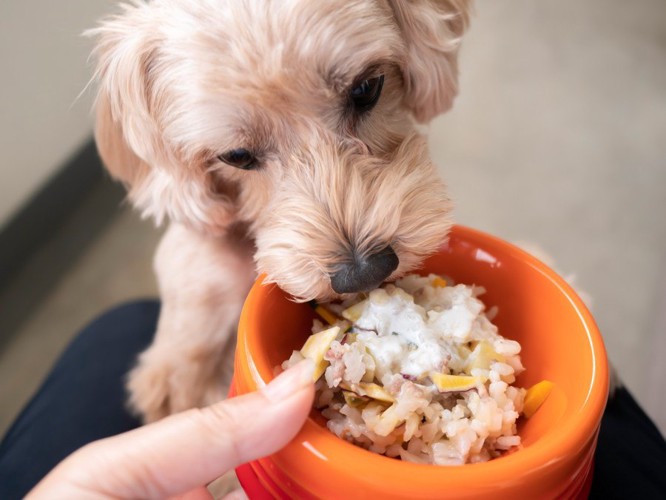 オレンジの食器、待ちきれない犬