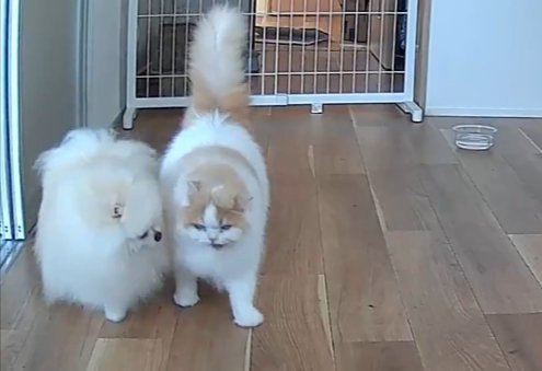 ポメラニアン