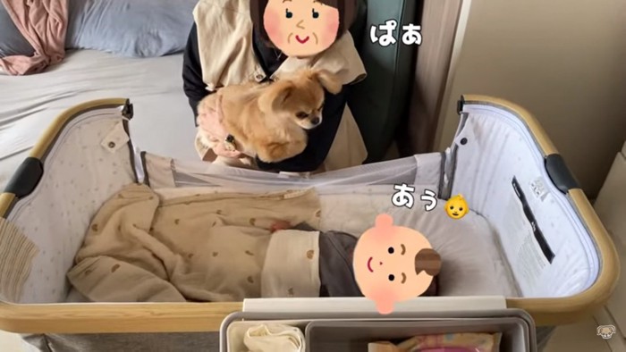 赤ちゃんに顔を近づけるハナちゃん