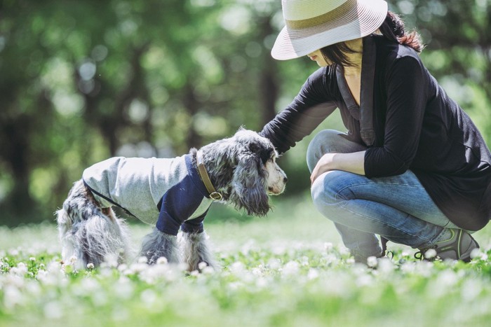 女性に撫でられているシニア犬