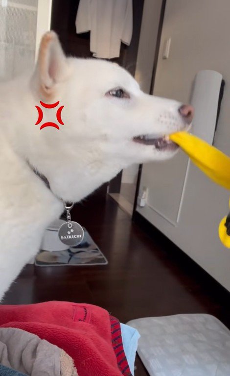 パンチするおもちゃVSだい吉くん4