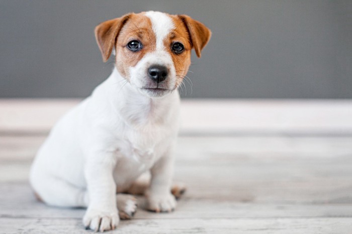 座っているジャックラッセルの子犬