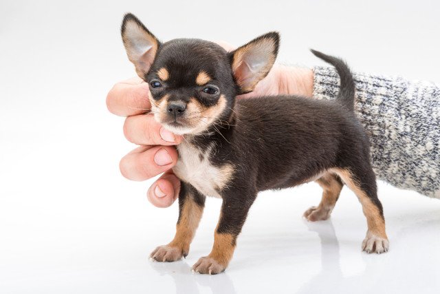 子犬のチワワがいきなり駆け出さないように飼い主が見守る