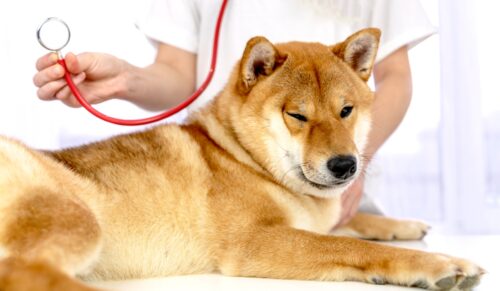 獣医師による診察を受ける柴犬