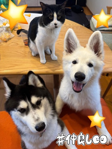 ハスキー