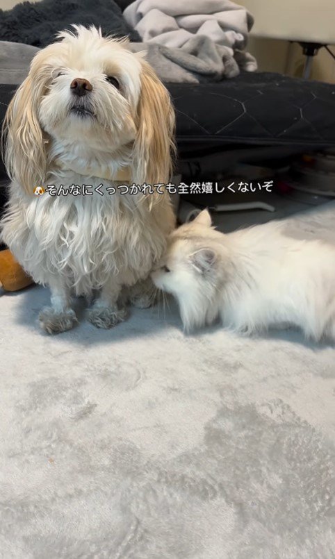 そあまるちゃんに甘える猫助ちゃん4