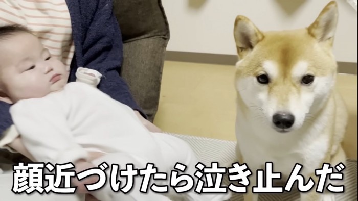 泣き止んだ赤ちゃんと隣にいる犬