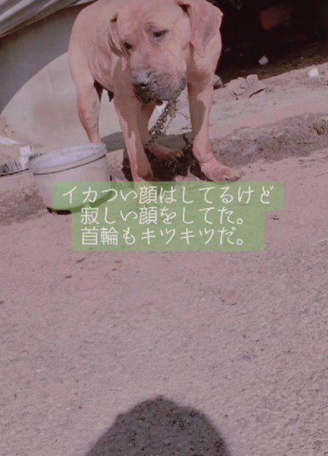 発見当時はボロボロだった