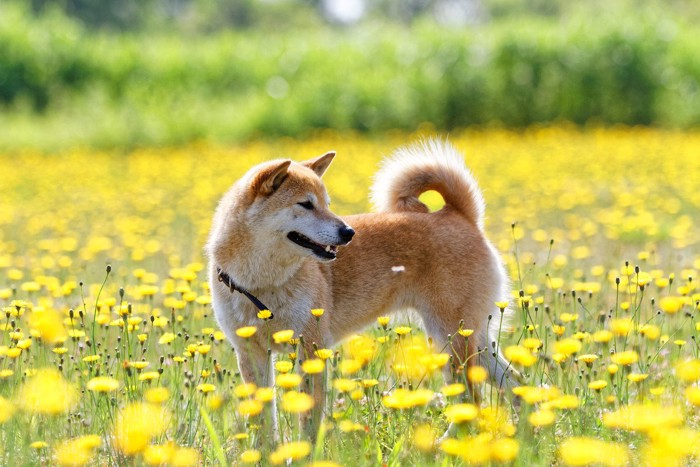 黄色い花と柴犬