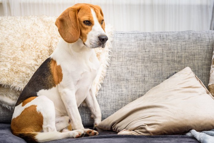 ソファーに座るビーグル犬