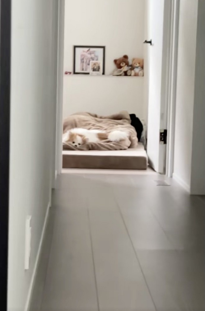 一方、微動だにしない実家のワンコ