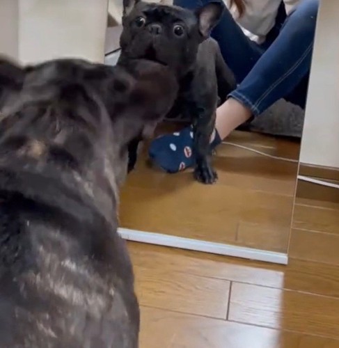 鏡で自分の姿を見た秀吉くん5