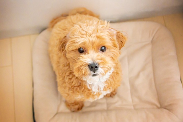 見上げる茶白のカーリーヘアーの犬