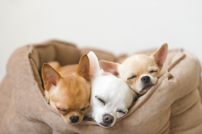 犬用ベッドでくっつき合って眠る3頭のチワワ