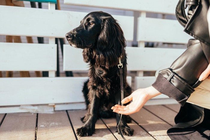 お手をしようとしない犬