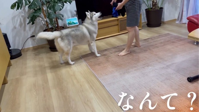 お母さんを見る犬2