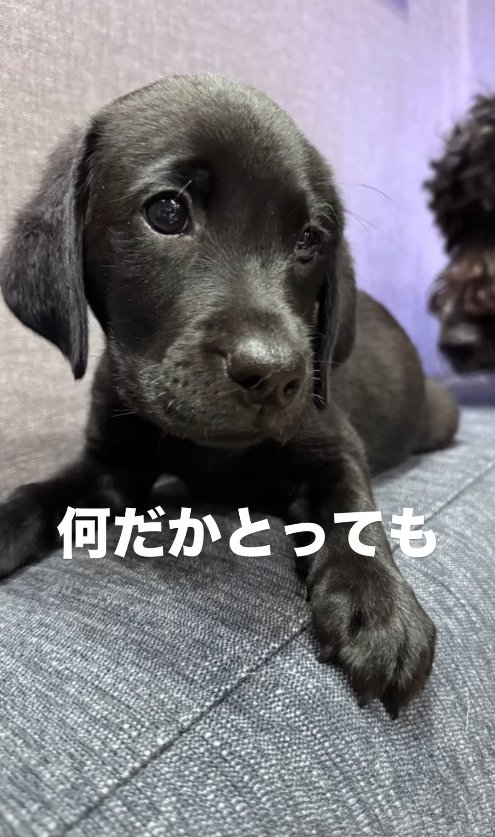 ソファの背もたれの上で伏せをする子犬