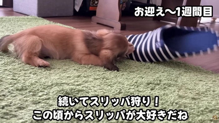 スリッパをガジガジ!!