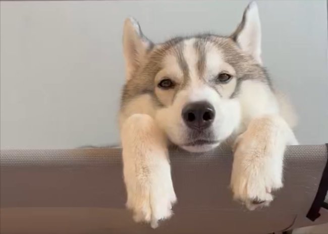 ハスキー