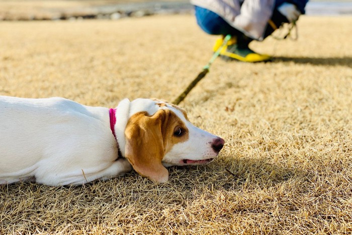 座り込んで動かない犬