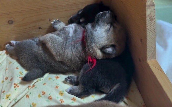 赤松ちゃんがお昼寝中♡