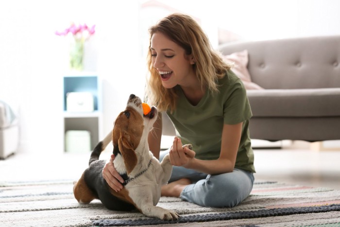 室内で犬と遊ぶ女性