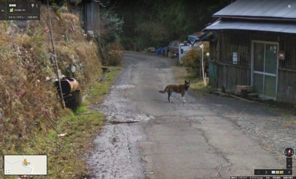 ストリートビューカーを見送る犬