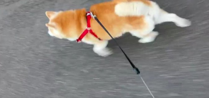 柴犬