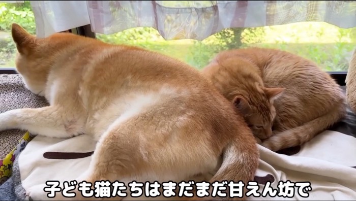 窓際で寝そべる犬と猫