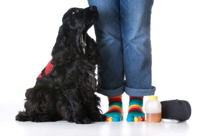 飼い主に寄り添うサービスドッグのベストを着た犬