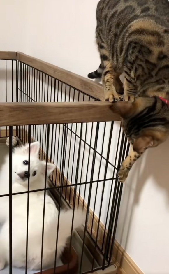 ナルちゃんを見るガブちゃん