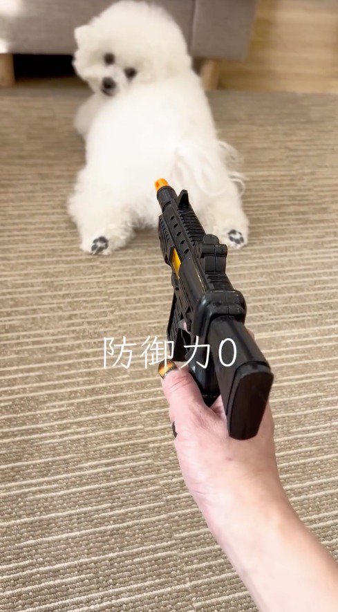 ソファーの隙間から顔を上げて、飼い主を振り返る犬