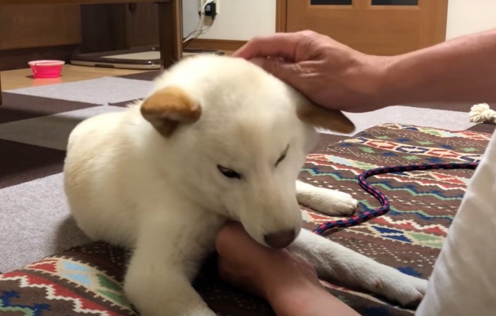 頭を撫でられる犬