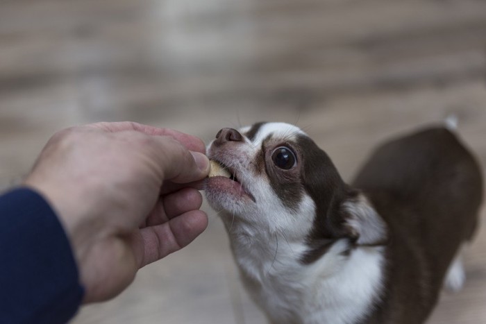 犬と薬