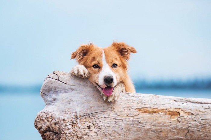 海を背景に流木の上で休んでいる犬