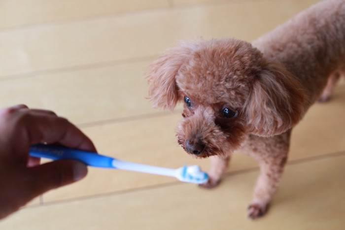 飼い主の持つ歯ブラシを見つめるトイプードル