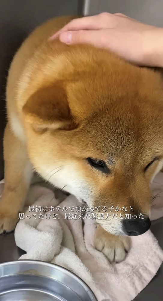 撫でられる犬