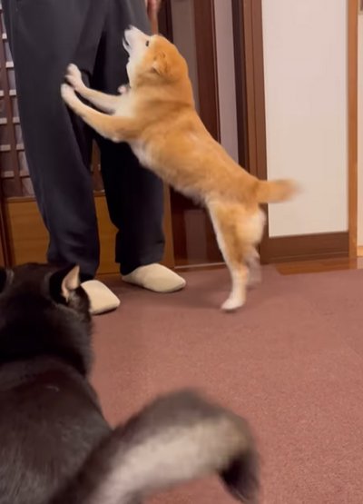 歓迎する犬たち