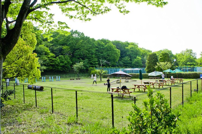 緑が豊かなドッグラン